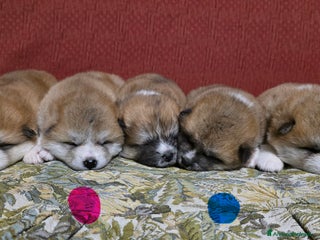 Akita Inu cani Cuccioli Akita Inu - Annuncio 1