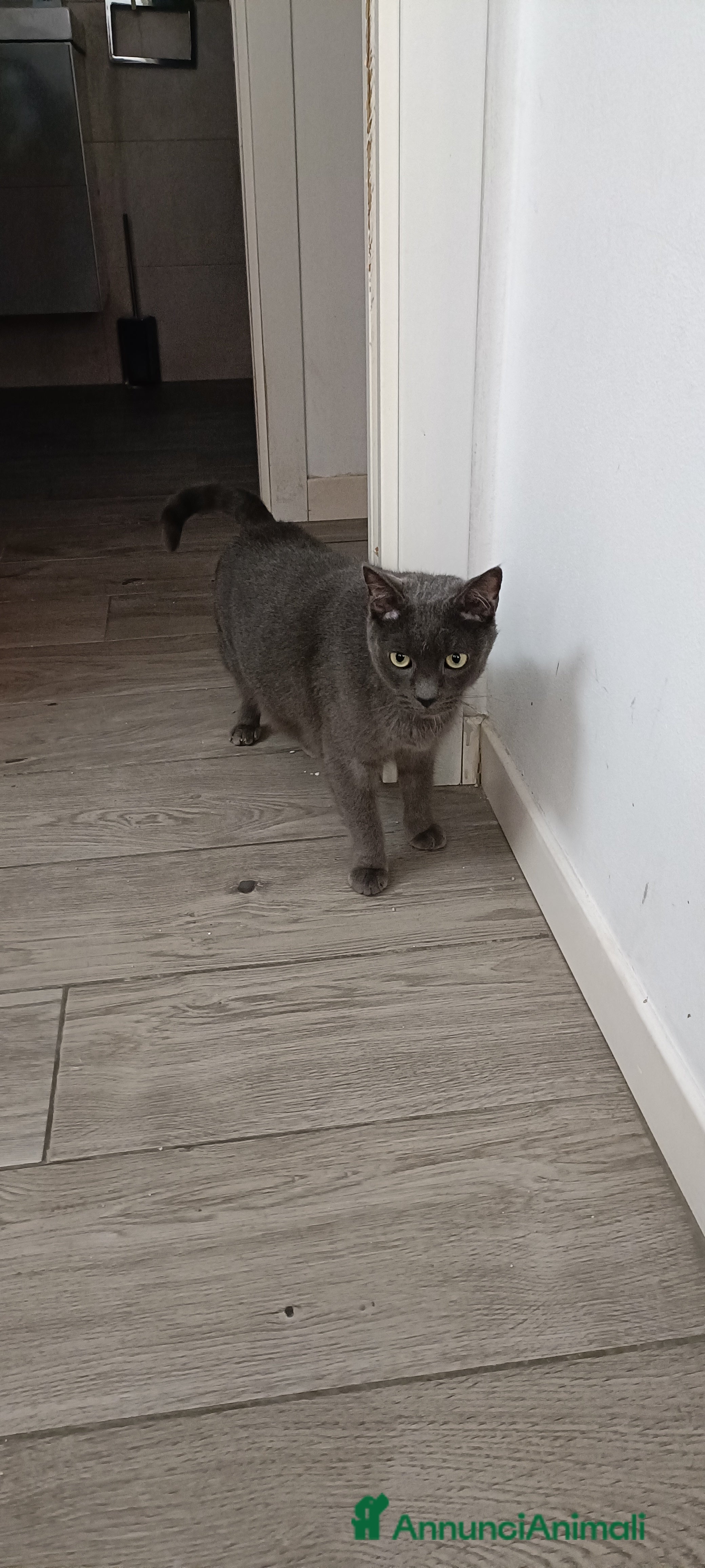 Meticcio gatti Sky e Mowgli  - Annuncio 2