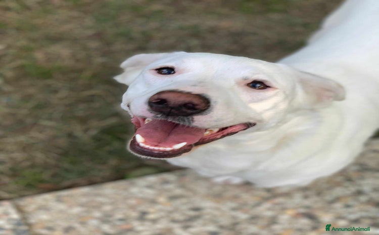 Meticcio cani a Città Metropolitana di Firenze - Annuncio 17