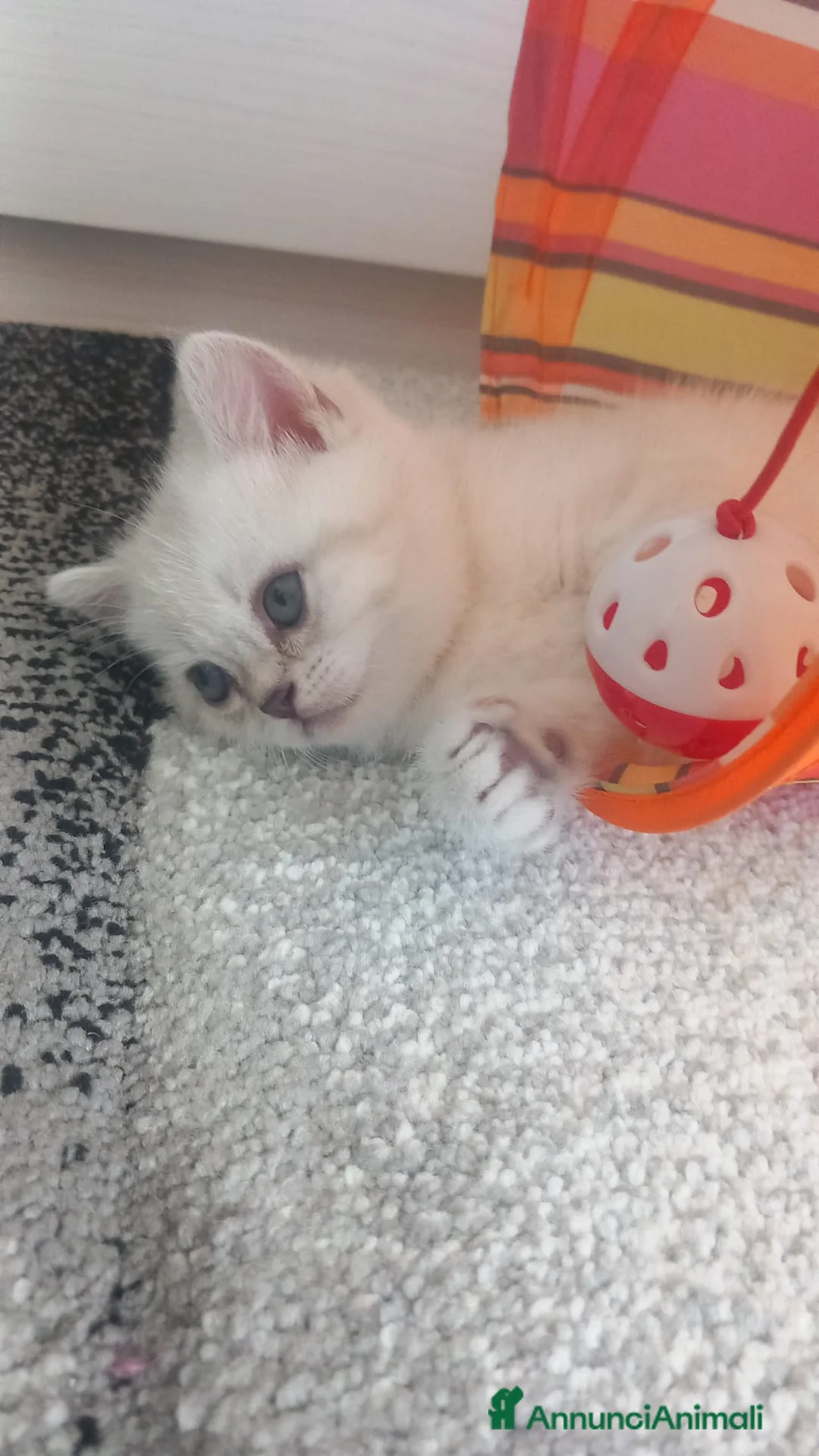 Scottish gatti in vendita: Cuccioli scottish fold e straight  - Annuncio 8