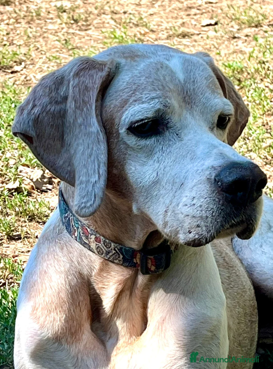 Pointer cani in regalo: VENTO un tesoro tutte coccole a Pomezia - Annuncio 7