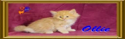 Siberiano gatti in vendita: cuccioli gattini siberiani - Annuncio 6