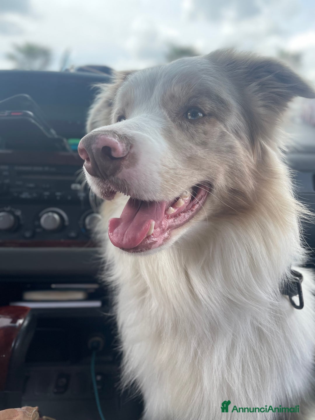 Border Collie cani per accoppiamento: Border Collie Lilac Merle disponibile per monte. a Città Metropolitana di Venezia - Immagine 6