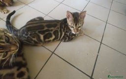 Bengala gatti in vendita: Gatto del Bengala femminuccia  a Provincia di Teramo - Immagine 5