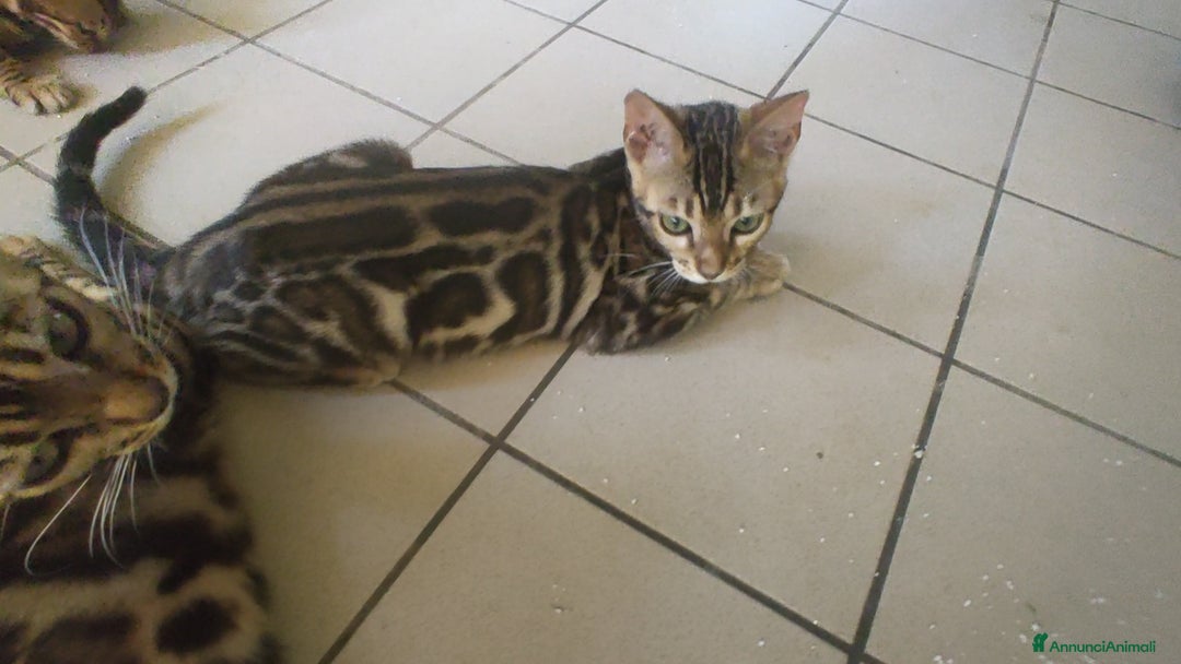 Bengala gatti in vendita: Gatto del Bengala femminuccia  a Provincia di Teramo - Immagine 5