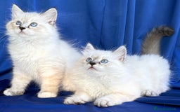 Siberiano gatti in vendita: Cuccioli di gatto Siberiano Neva Masquerade - Immagine 7