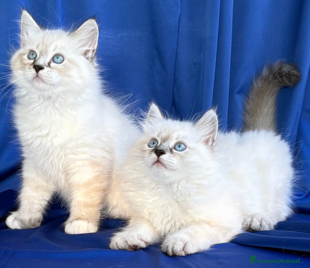 Siberiano gatti in vendita: Cuccioli di gatto Siberiano Neva Masquerade - Immagine 7