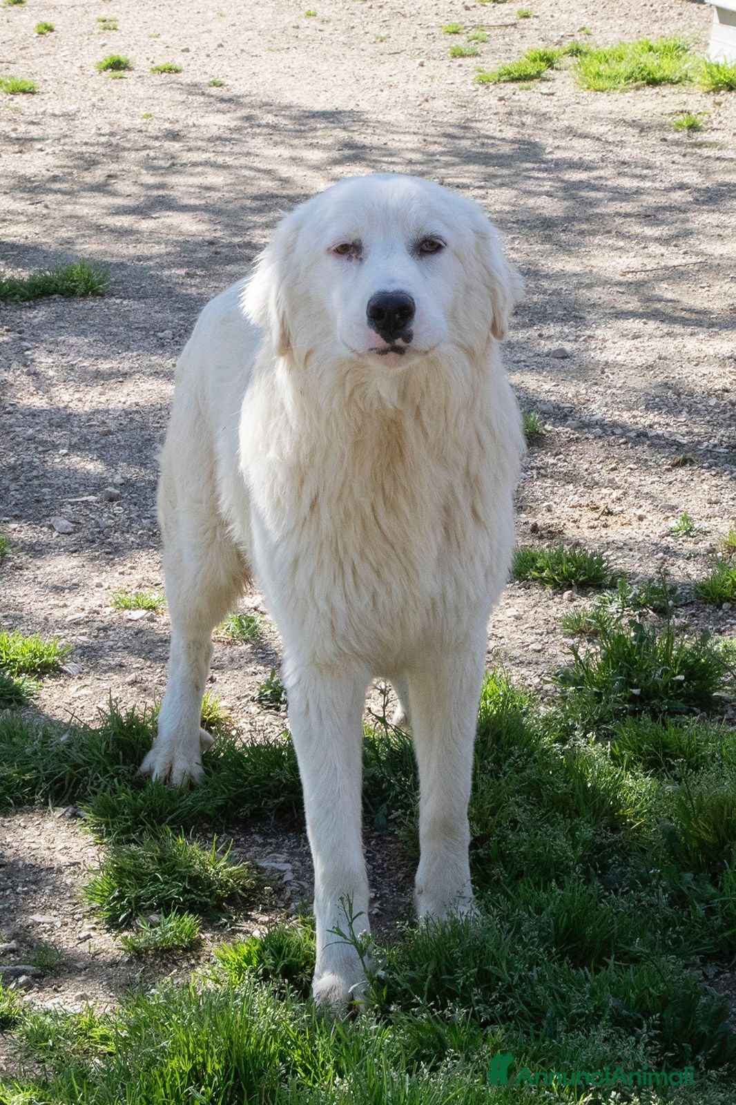 Meticcio cani IL SORRISO DEL DOLCE OSLO a Provincia di Ferrara - Annuncio 2