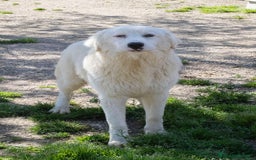 Meticcio cani in regalo: IL SORRISO DEL DOLCE OSLO a Provincia di Ferrara - Immagine 2