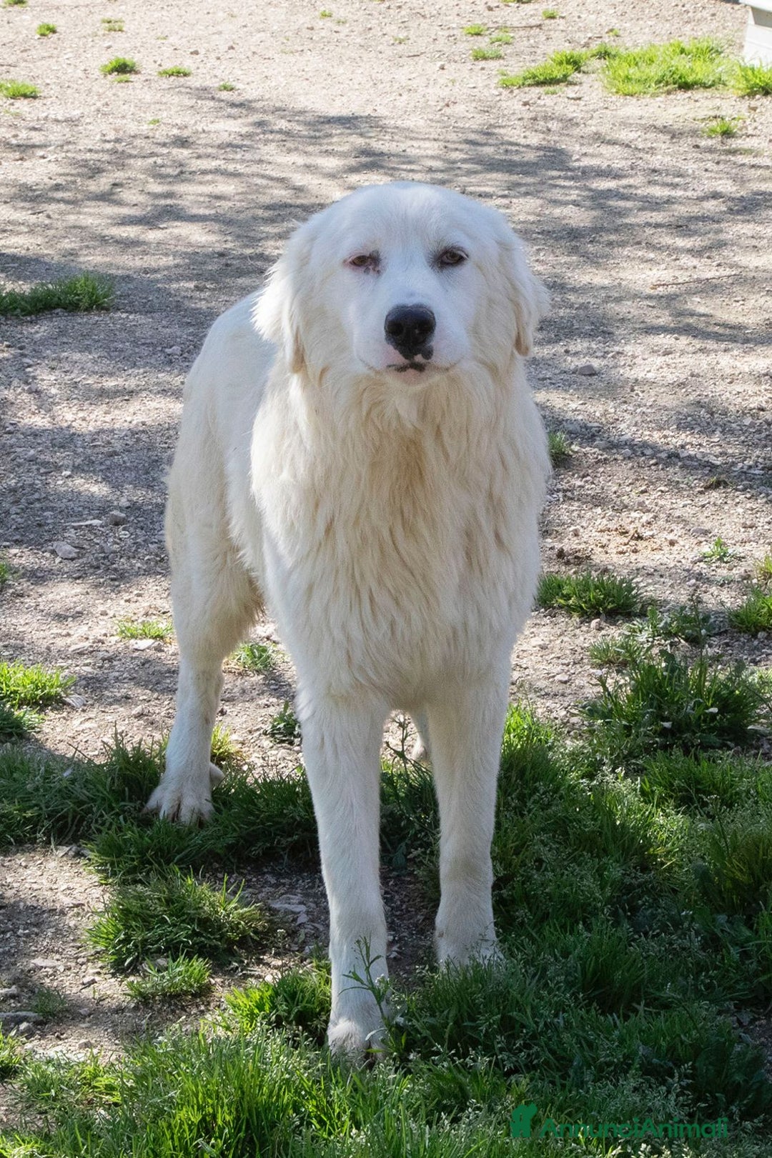 Meticcio cani in regalo: IL SORRISO DEL DOLCE OSLO a Provincia di Ferrara - Annuncio 2