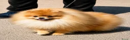 Volpino Pomerania cani in vendita: Due cuccioli maschi di Pomeranian con pedigree  a Città metropolitana di Catania - Annuncio 10