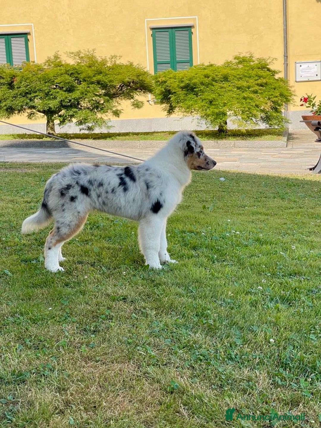 Australian Shepherd cani in vendita: Australian Shepherd a Provincia di Varese - Immagine 4