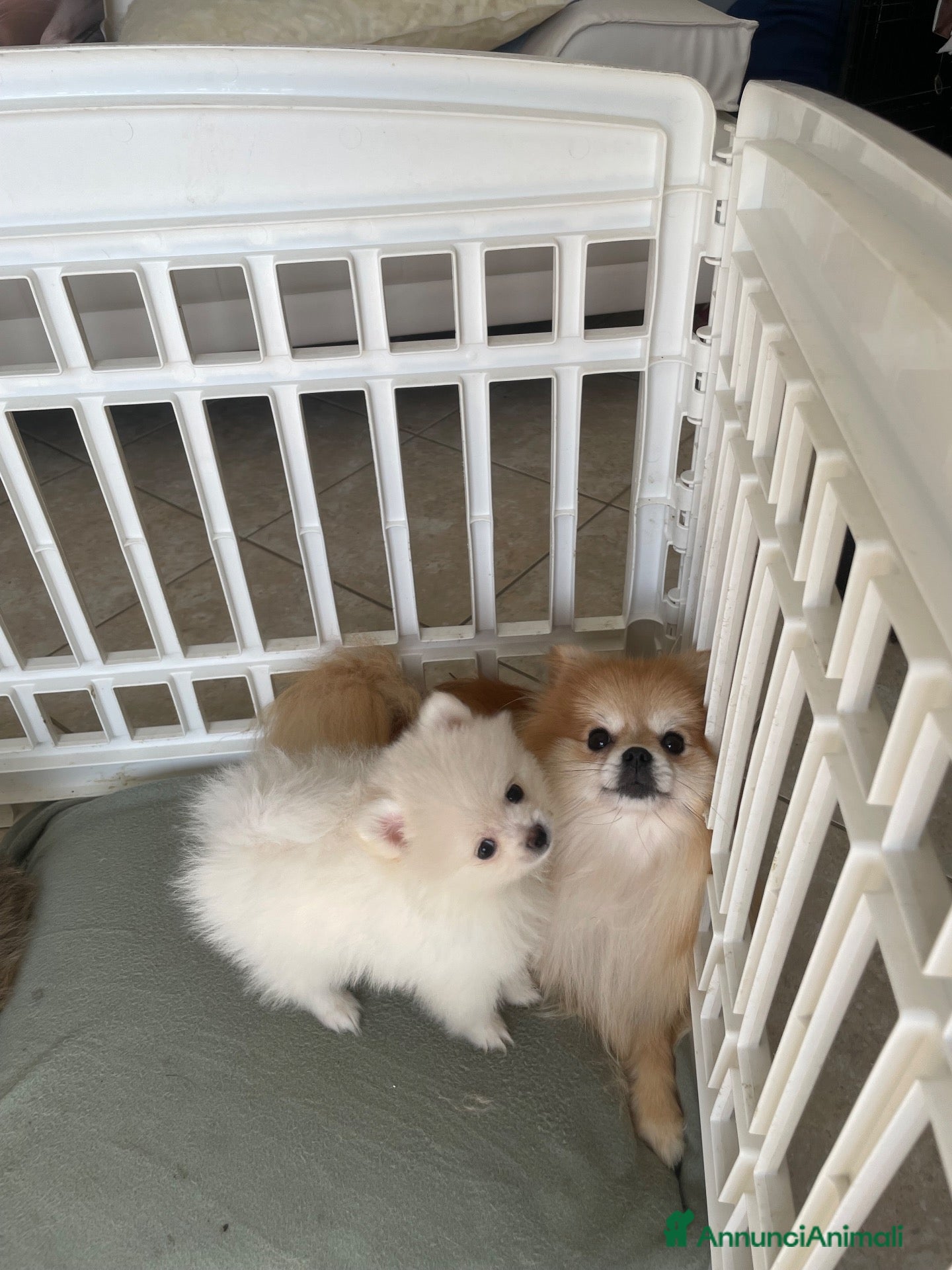 Volpino Pomerania cani Cuccioli spitz nano / pomerania  - Annuncio 2