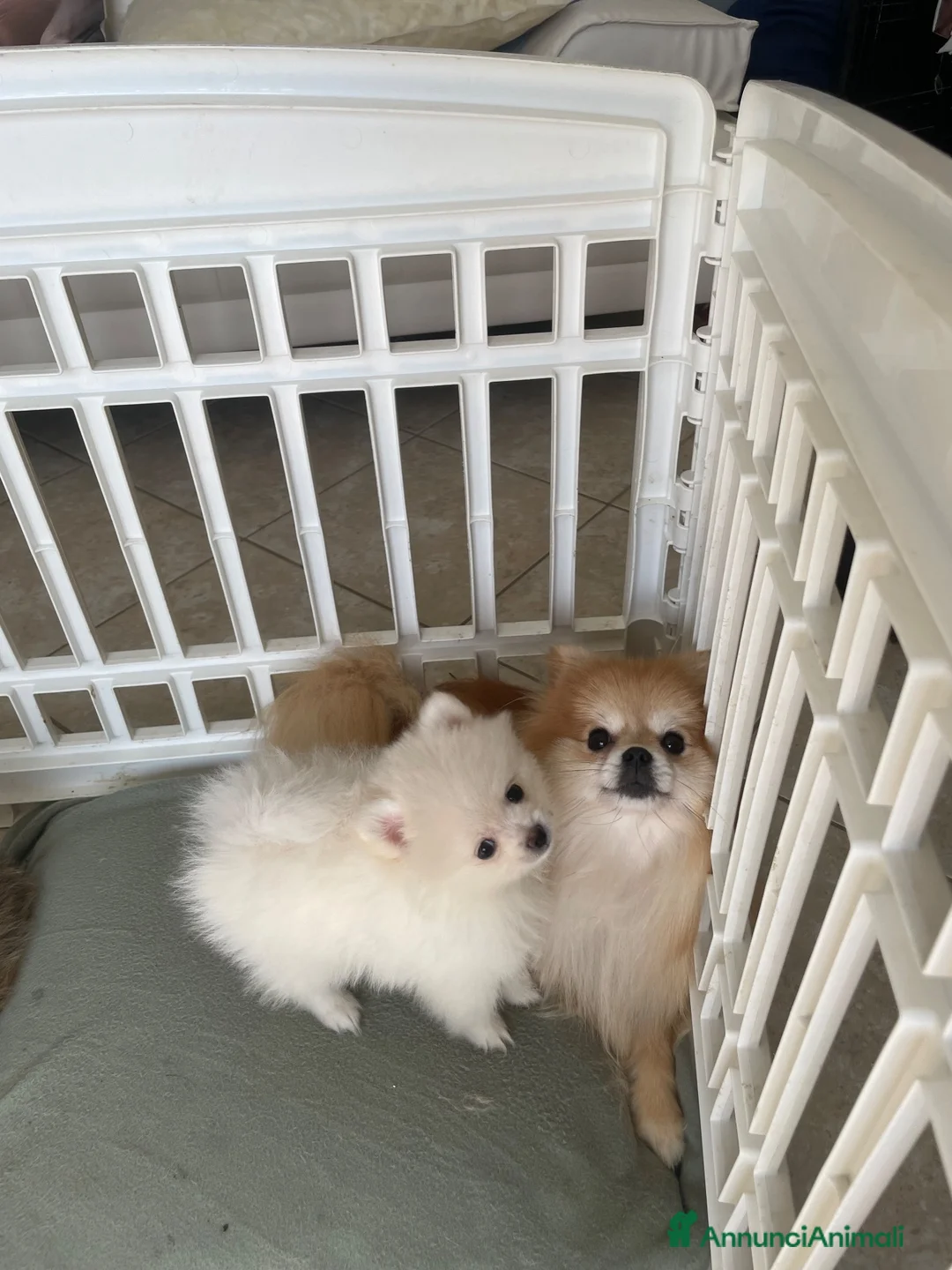 Volpino Pomerania cani in vendita: Cuccioli spitz nano / pomerania  - Annuncio 1