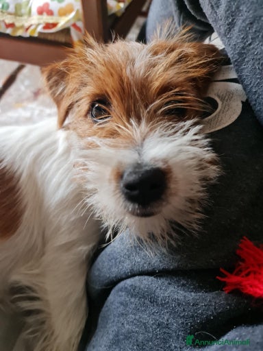 Immagine della galleria {{count}}