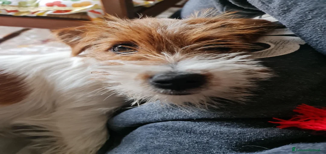 Immagine della galleria {{count}}