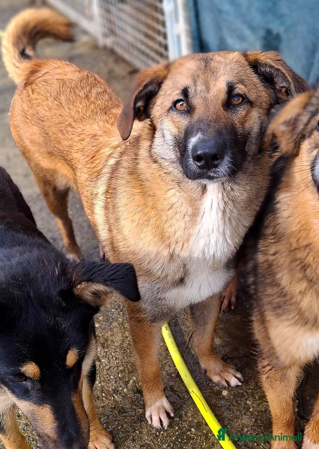 Meticcio cani in regalo: BEA 🩷 - gettata nell’immondizia appena nata 😢 - Annuncio 2
