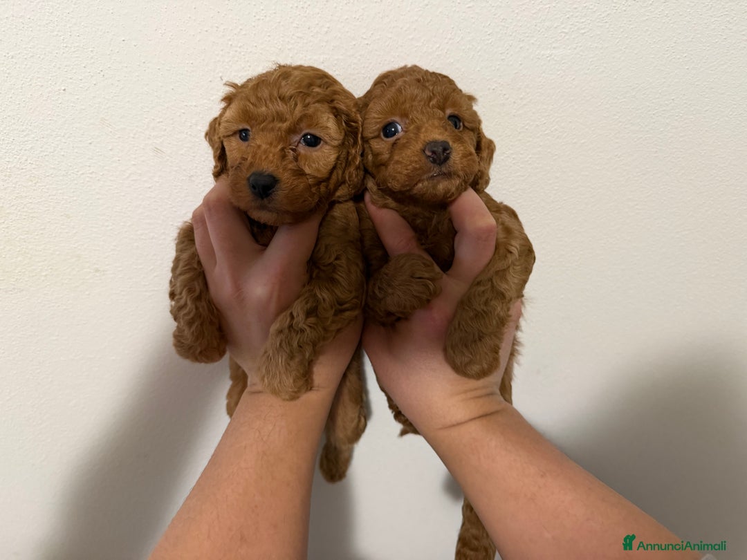 Barboncino cani in vendita: Bellissimi cuccioli di barboncino cercano casa - Annuncio 5