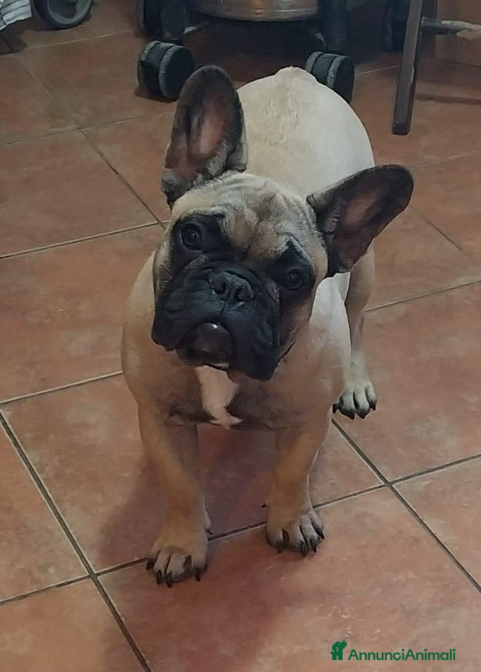Bulldog Francese cani Bulldog Francese  - Annuncio 2