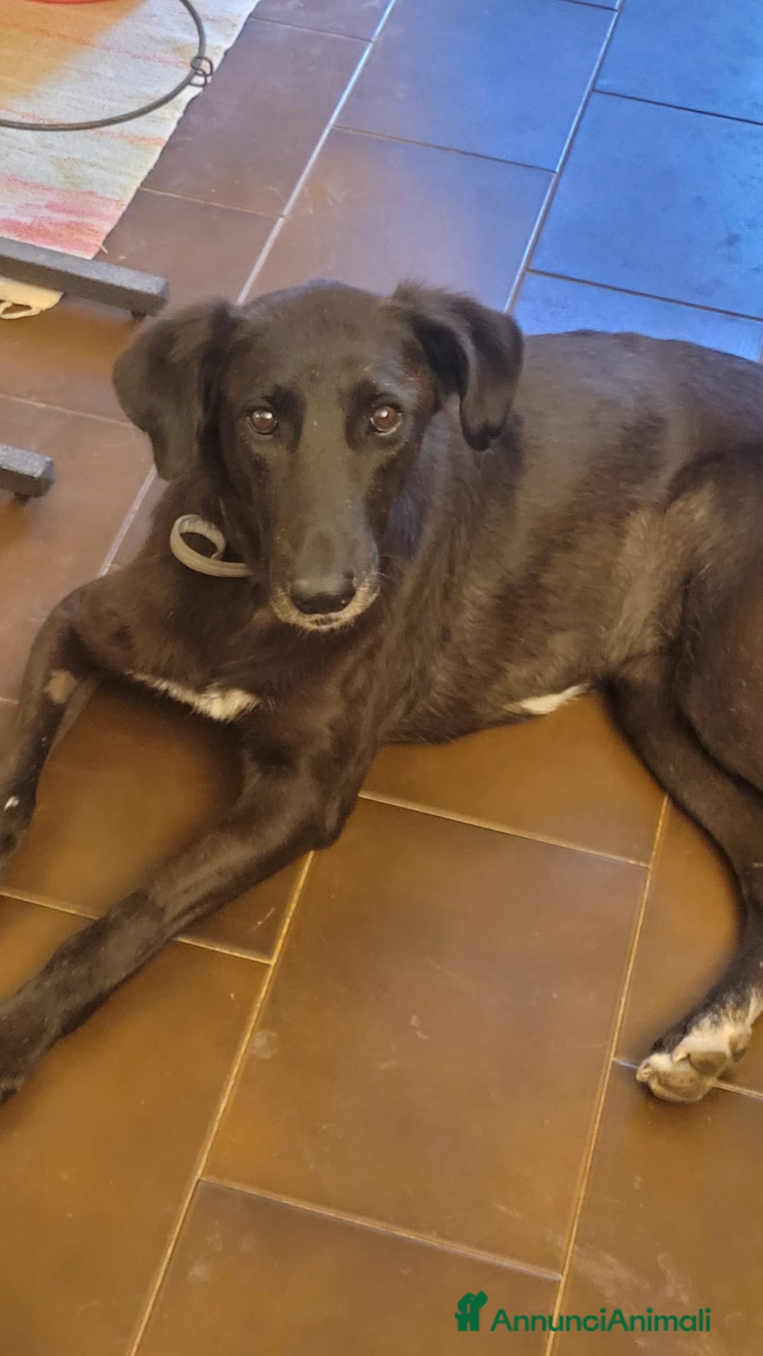 Meticcio cani in regalo: Dolcissima meticcia - BLACKY a Città Metropolitana di Milano - Annuncio 4