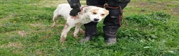 Meticcio cani in regalo: ATHOS STA ASPETTANDO LA SUA MAMMA E IL SUO PAPA' - Annuncio 4