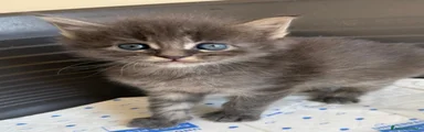 Maine Coon Gattino 3