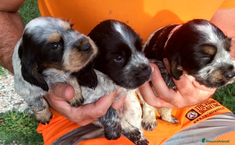 Cocker cani a Città Metropolitana di Venezia - Annuncio 8