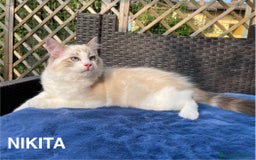 Ragdoll gatti in vendita: Fantastici cuccioli di Ragdoll a Provincia di Pavia - Immagine 14