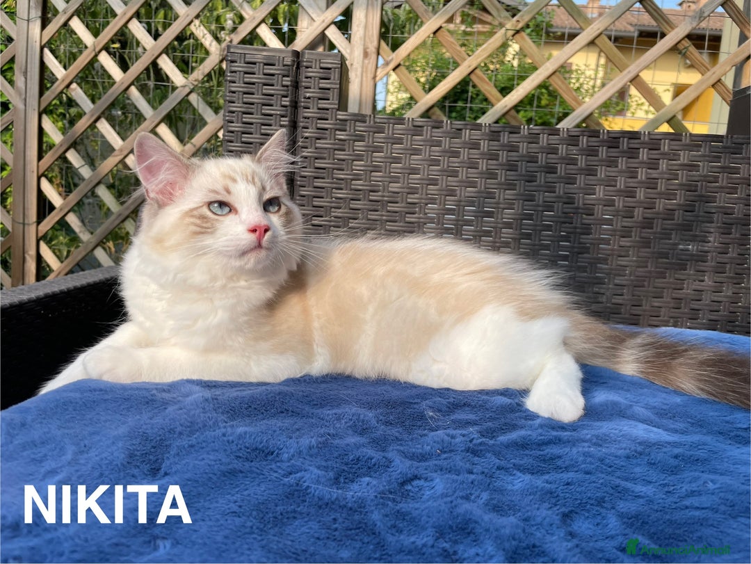 Ragdoll gatti in vendita: Fantastici cuccioli di Ragdoll a Provincia di Pavia - Immagine 14