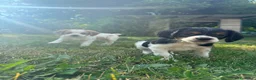 Breton cani in vendita: Vendo cuccioli di breton - Annuncio 2