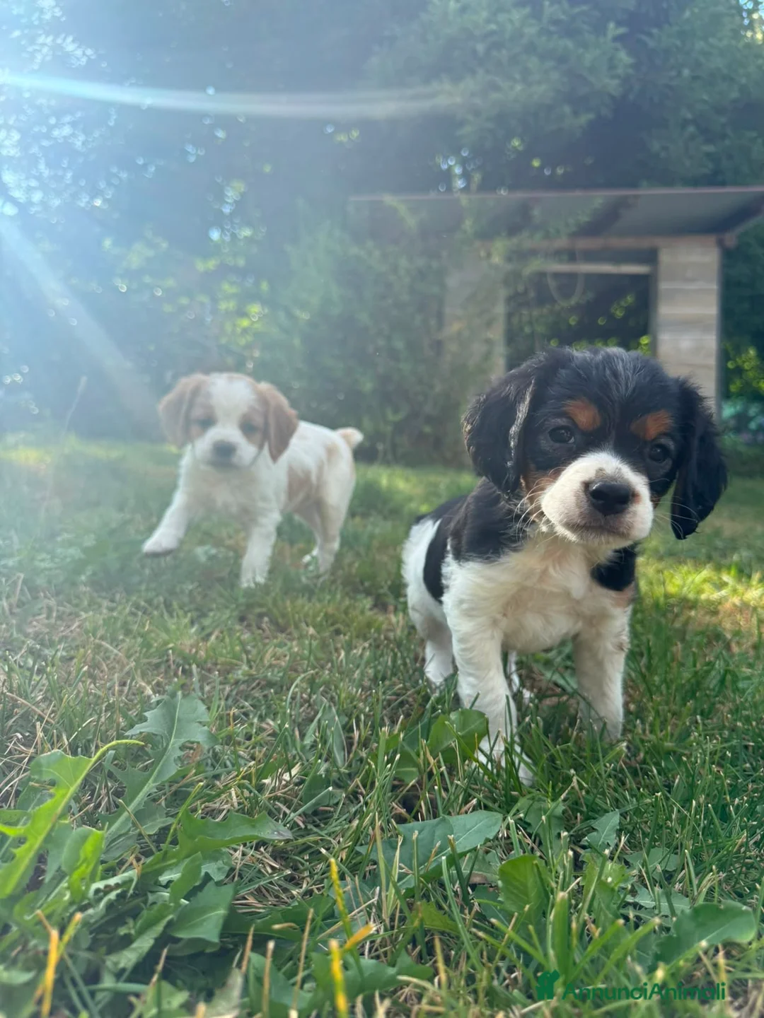 Breton cani in vendita: Vendo cuccioli di breton - Annuncio 2