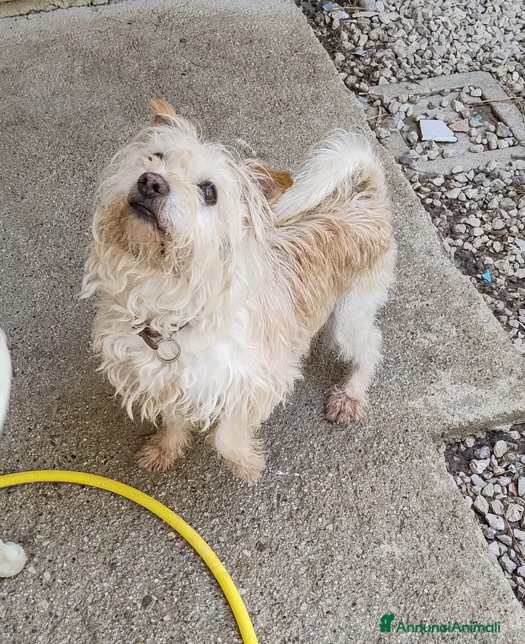 Spinone cani in regalo: Toto' - Annuncio 4
