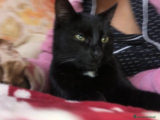 Europeo gatti Gattino + mamma sterilizzata - Annuncio 1