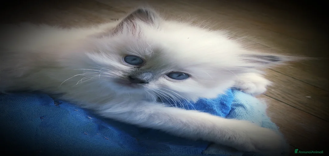 Immagine della galleria {{count}}