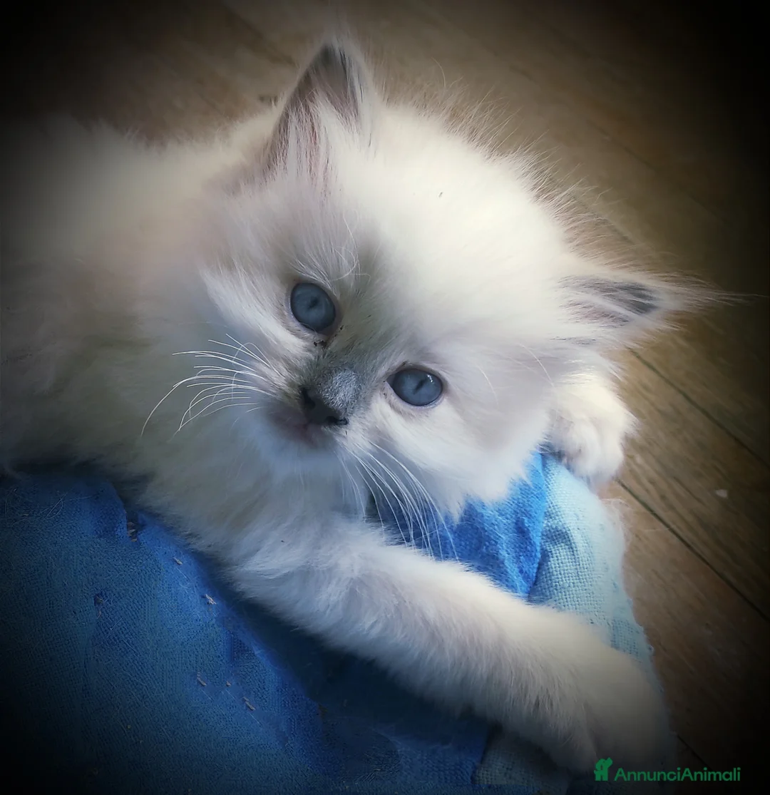 Immagine della galleria {{count}}