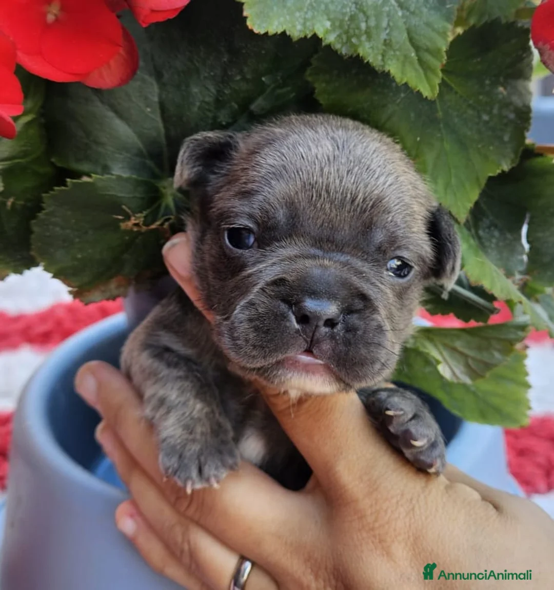 Bulldog Francese cani in vendita: Cuccioli bulldog francese fluffy  - Annuncio 2