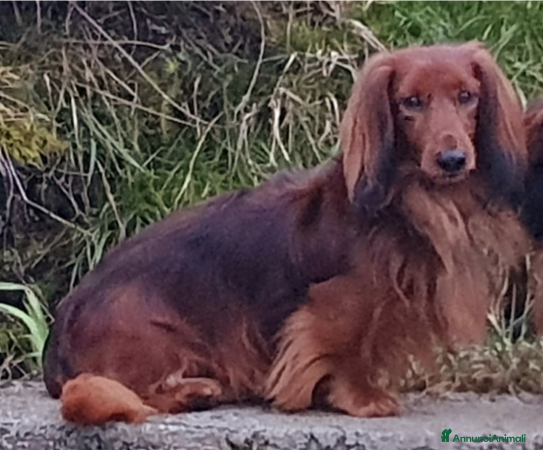 Bassotto cani per accoppiamento: Bassotto pelo lungo Nano per monta a Provincia di Bergamo - Annuncio 2