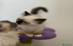 Sacro di Birmania gatti in vendita: Sacri di birmania, dolcissimi cuccioli - Immagine 8