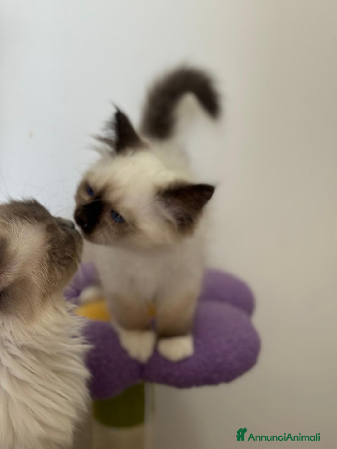 Sacro di Birmania gatti in vendita: Sacri di birmania, dolcissimi cuccioli - Immagine 8