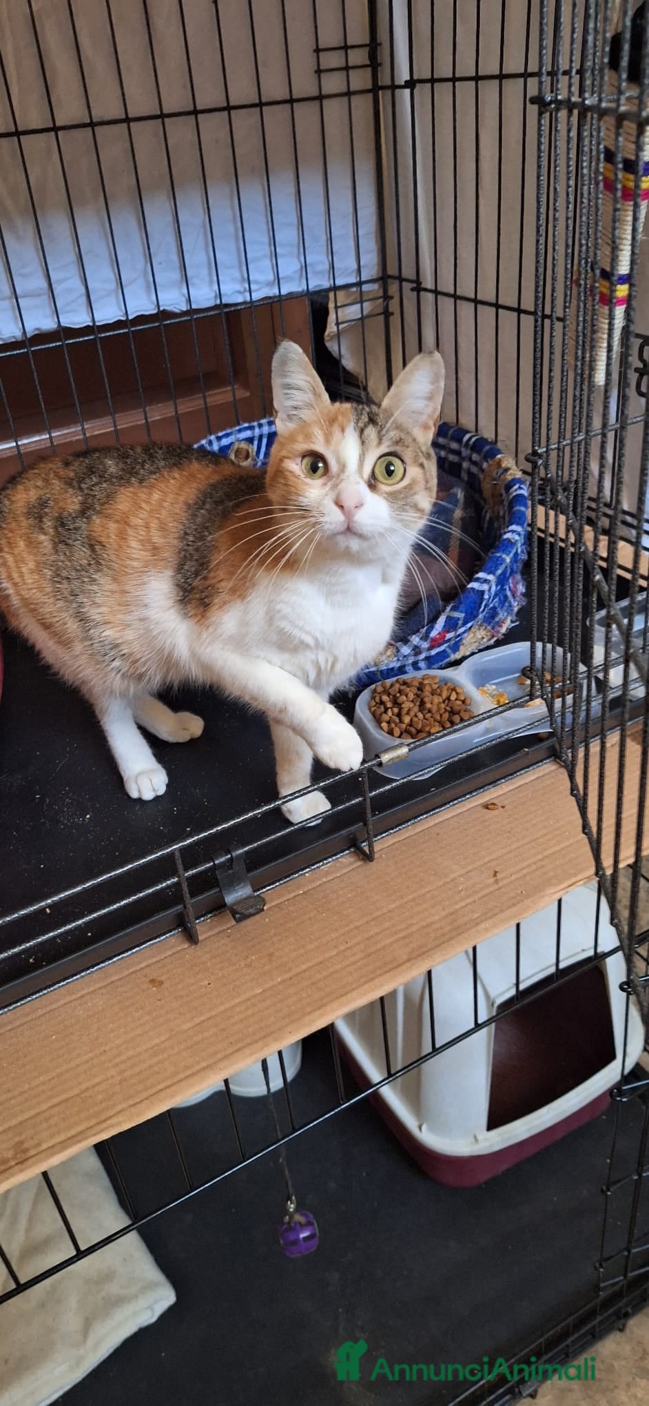 Europeo gatti Maggie, abbandonata è pronta ad amare di nuovo  - Annuncio 1