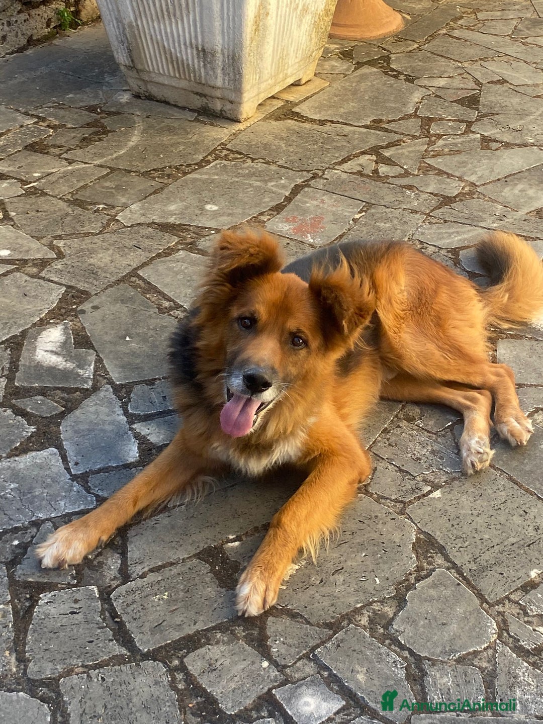 Meticcio cani in regalo: FULMINE 9 anni cerca adozione! - Annuncio 2