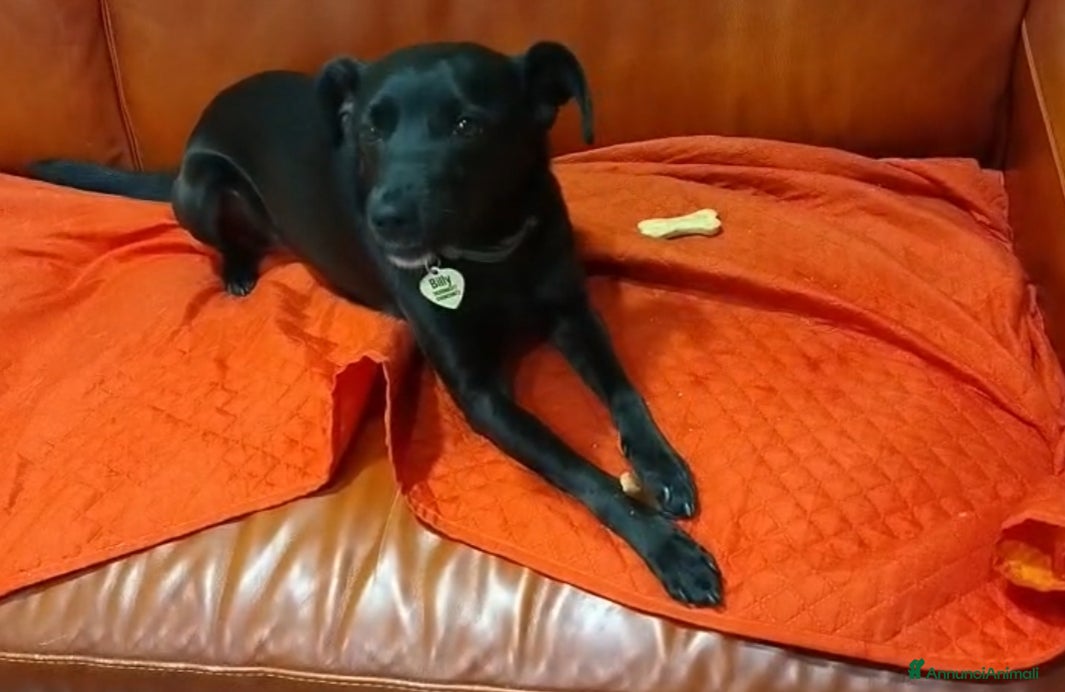 Meticcio cani Billy: taglia contenuta, dolce e socievole  - Annuncio 37
