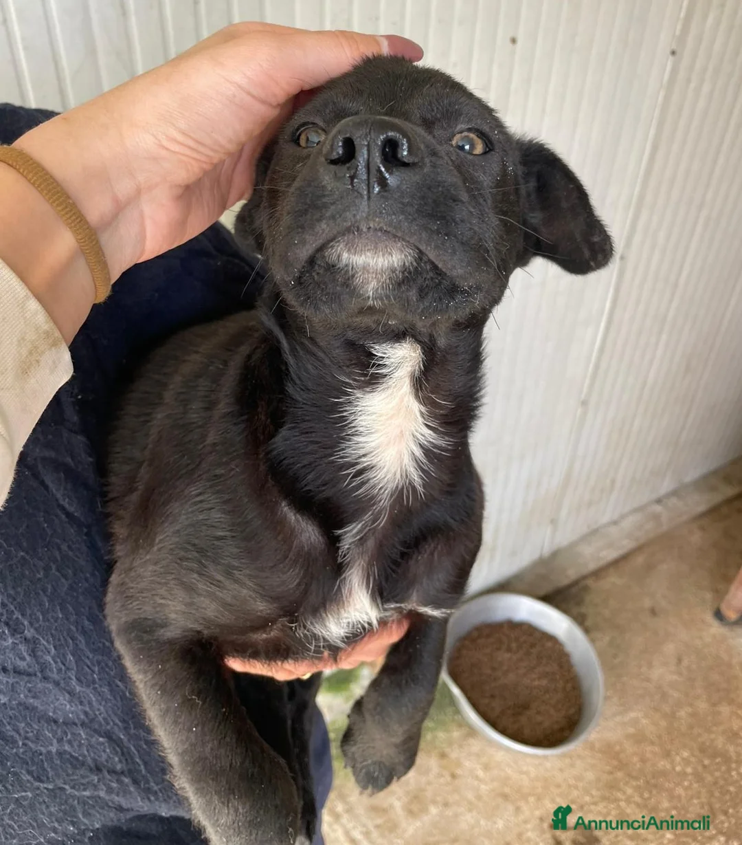 Labrador cani in regalo: TENERISSIMO SIMIL LABRADORINO a Provincia di Piacenza - Annuncio 2