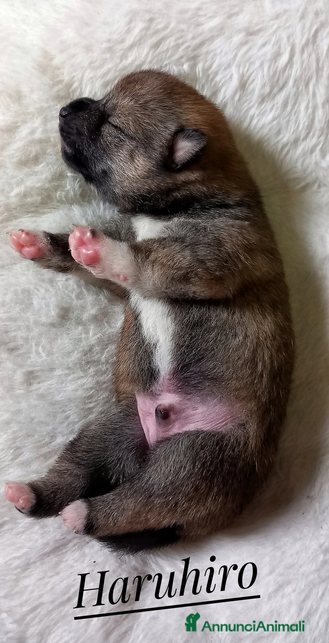 Shiba Inu cani in vendita: Cuccioli shiba inu pedigree  - Annuncio 5