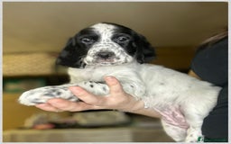Setter Inglese cani in vendita: CUCCIOLI DI SETTER INGLESE a Provincia di Arezzo - Immagine 14