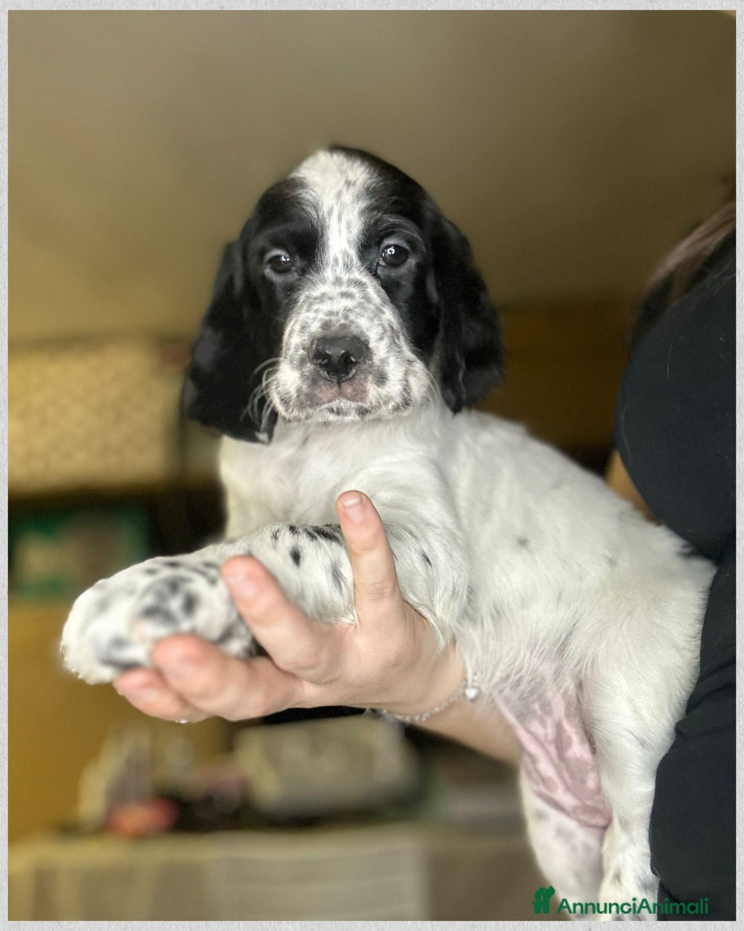 Setter Inglese cani in vendita: CUCCIOLI DI SETTER INGLESE a Provincia di Arezzo - Immagine 14