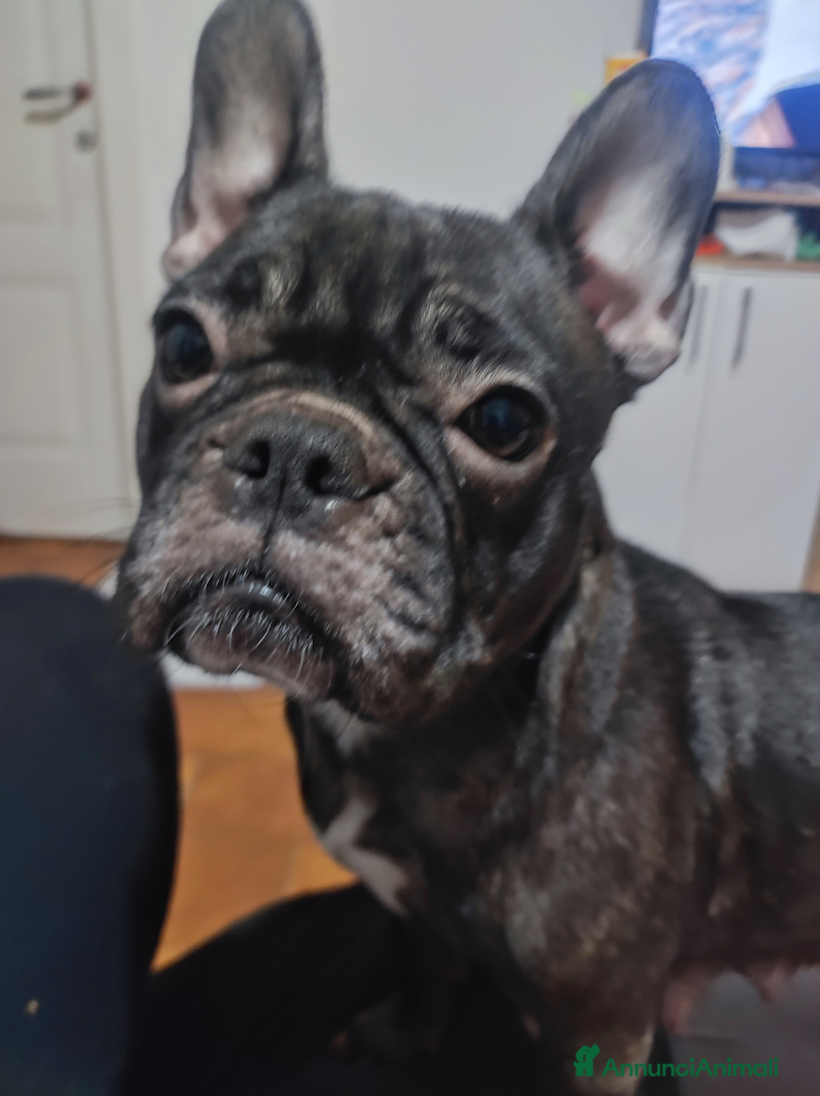 Bulldog Francese cani Cuccioli di bulldog francese  - Annuncio 19