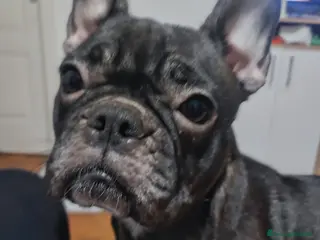 Bulldog Francese cani Cuccioli di bulldog francese - Annuncio 19