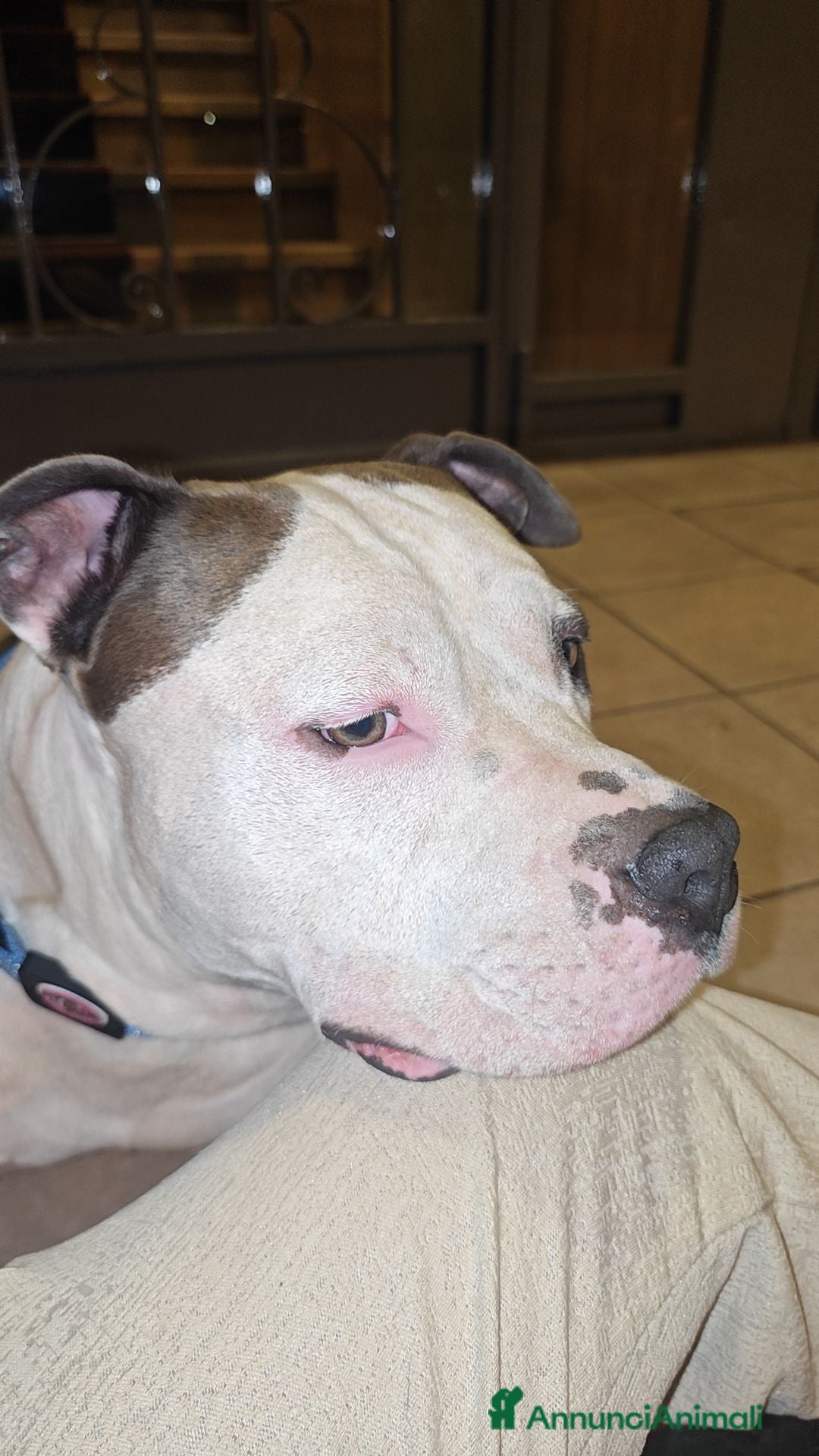 Pitbull cani per accoppiamento: Monta - Annuncio 6