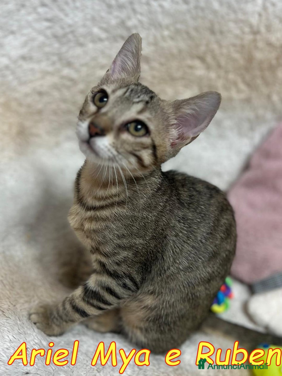 Europeo gatti in regalo: TRE GATTINI DOLCISSIMI CERCANO CASA - Annuncio 5